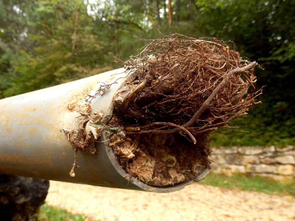 Tree root intrusion pipe Everett, WA
