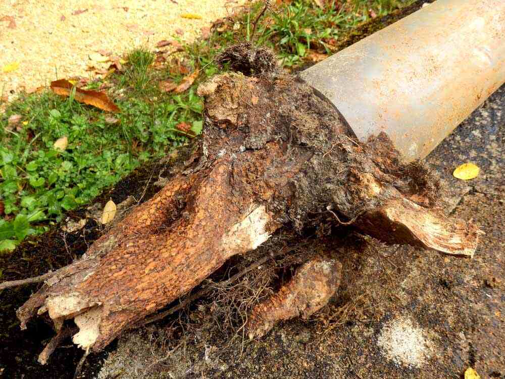 tree root pipe damage
