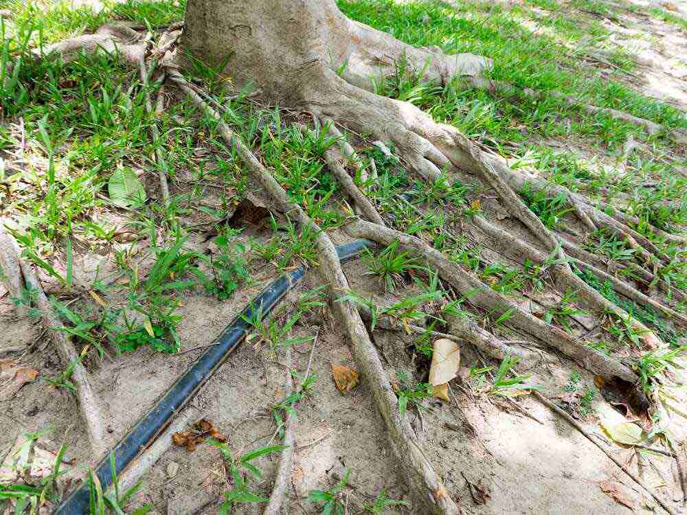 pipe under tree roots