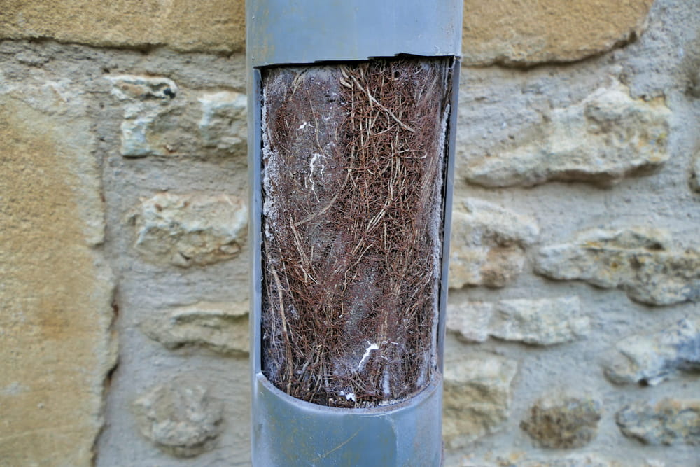 tree root intrusion